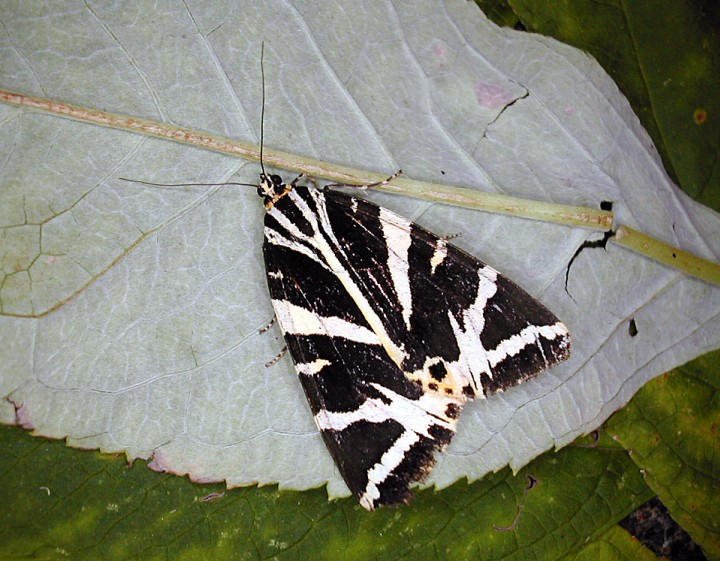 Jersey tiger at rest Copyright: Robin Barfoot