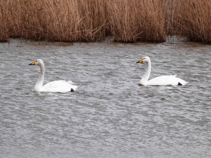 Whooper Swans Copyright: Graham Smith