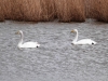 Whooper Swans 