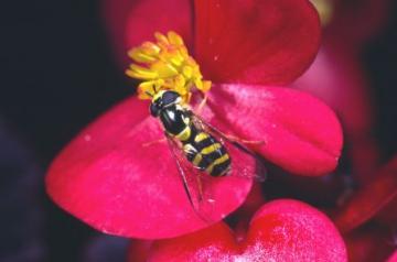 Dasysyrphus albostriatus Copyright: Peter Harvey