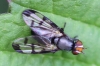 Herina lugubris redet. Copyright: Geoff Vowles