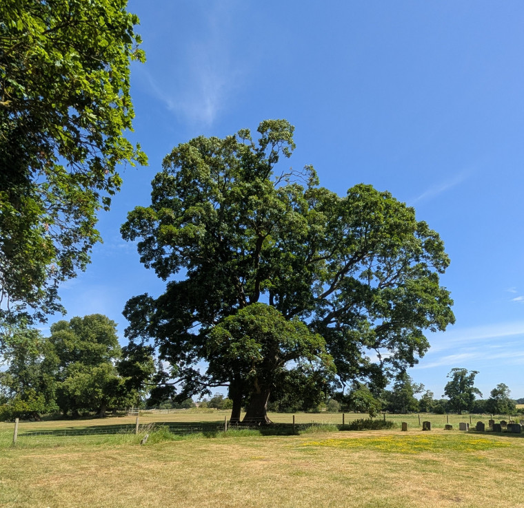 Hatfield Broad Oak Church Yard Tree 27 June 2025 Copyright: William George