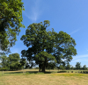 Hatfield Broad Oak Church Yard Tree 27 June 2025