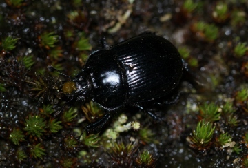 Typhaeus typhoeus female Copyright: Robert Smith