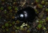 Typhaeus typhoeus female