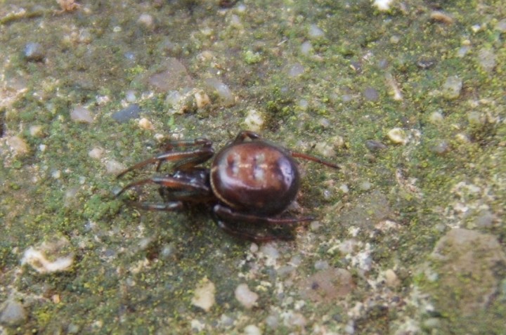 Steadoda bipunctata Copyright: Peter Pearson