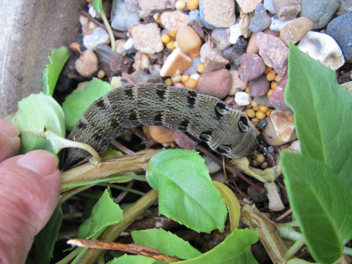 Elephant hawk  larva Copyright: Kim Prowse