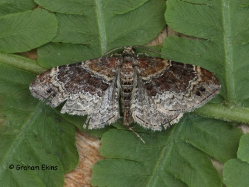 Xanthorhoe spadicearia 1 Copyright: Graham Ekins