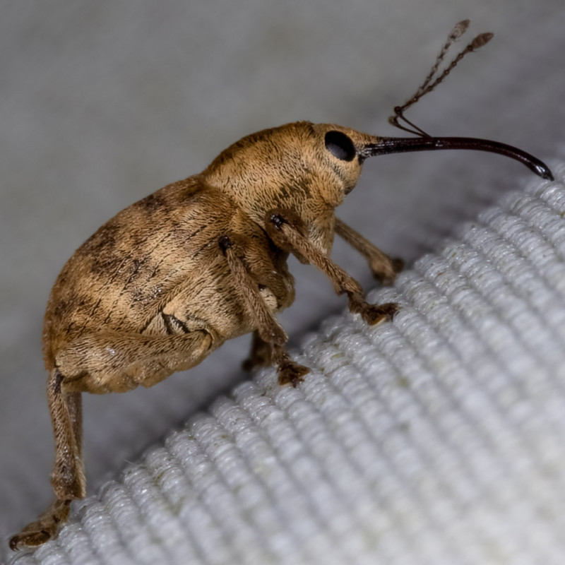 Curculio Venosus Copyright: Bill Crooks