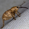 Curculio Venosus Copyright: Bill Crooks