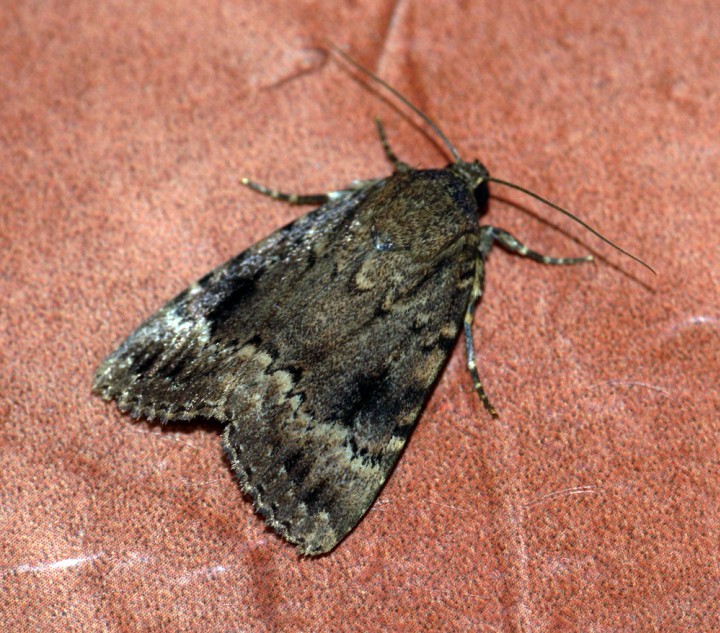 Copper Underwing agg. Copyright: Ben Sale
