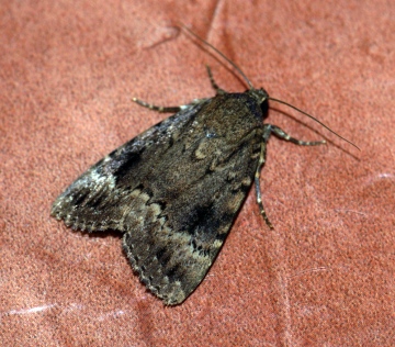 Copper Underwing agg. Copyright: Ben Sale