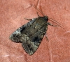 Copper Underwing agg. Copyright: Ben Sale