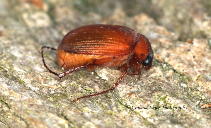 Serica brunnea  (Brown Chafer) Copyright: Graham Ekins