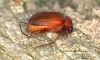 Serica brunnea  (Brown Chafer) 