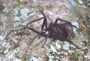 Steatoda grossa Copyright: Peter Harvey