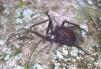 Steatoda grossa Copyright: Peter Harvey