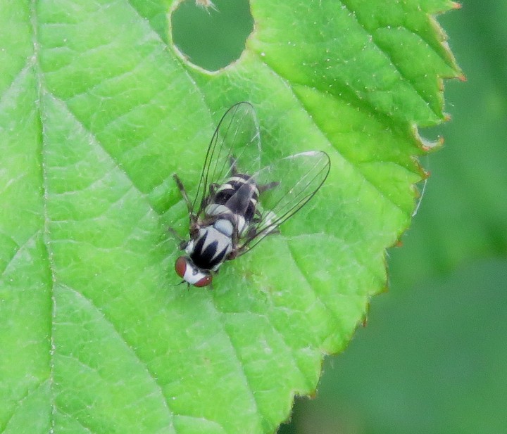 Polyporivora ornata female 01 June 2018 Copyright: Chris Gibson