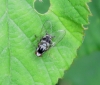 Polyporivora ornata female 01 June 2018