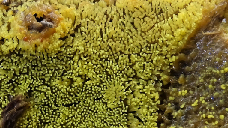 Ceratiomyxa fruticulosa (Yellow form) Copyright: Raymond Small