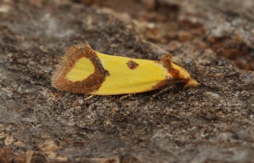 Agapeta zoeagana 2 Copyright: Graham Ekins