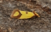 Agapeta zoeagana 2