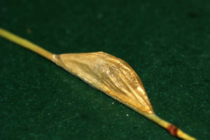 Six-spot Burnet pupa on reed stem Copyright: Ben Sale