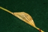 Six-spot Burnet pupa on reed stem