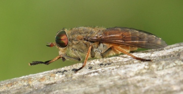 Level's yellow horned horsefly Copyright: Yvonne Couch