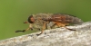 Level's yellow horned horsefly Copyright: Yvonne Couch