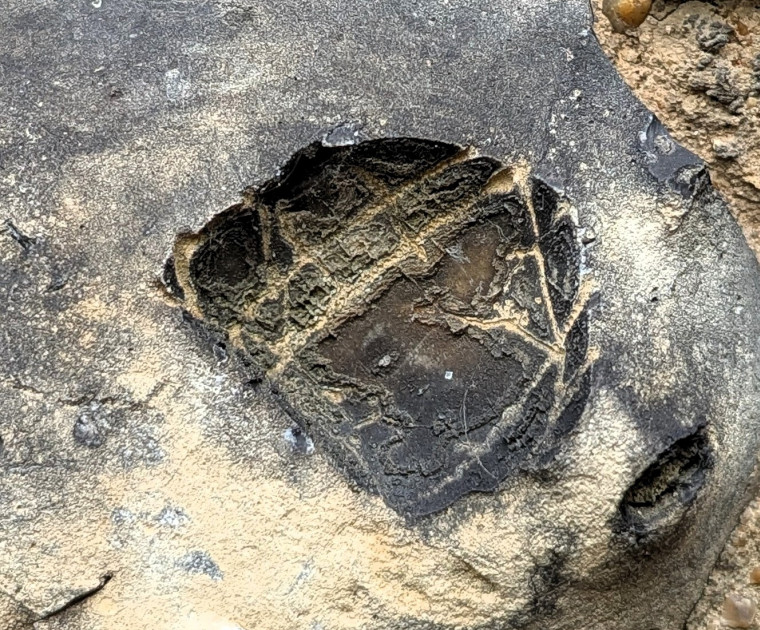 Rainham Church fossil sea urchin in flint 22 May 2025 Copyright: William George