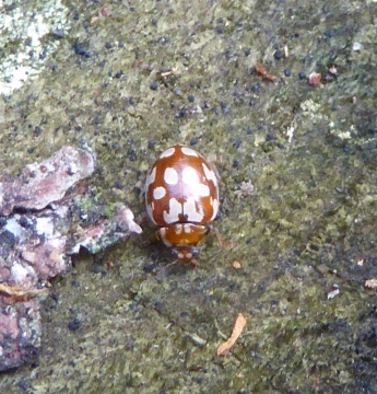 18 spot ladybird Myrrha octodecimguttata Copyright: Yvonne Couch