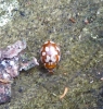18 spot ladybird Myrrha octodecimguttata