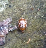 18 spot ladybird Myrrha octodecimguttata 