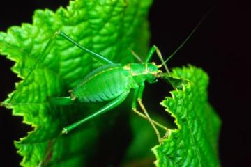 Leptophyes punctatissima Copyright: Peter Harvey