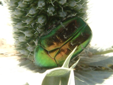 Rose chafer on eryngium Copyright: Maria Fremlin