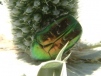 Rose chafer on eryngium 