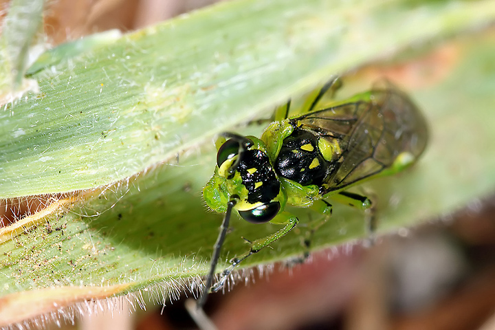 Rhogogaster sp - 2 (8 May 2011) Copyright: Leslie Butler