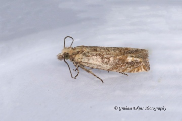 Eucosma tripoliana 2 Copyright: Graham Ekins