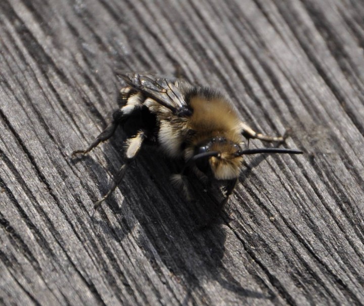 Melecta albifrons in oxfordshire Copyright: Sue Nodder