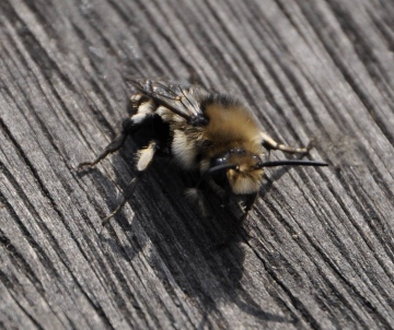 Melecta albifrons in oxfordshire Copyright: Sue Nodder