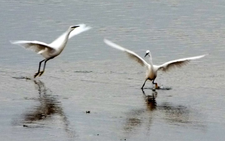 Fishing rights dispute Little Egrets Copyright: Peter Pearson