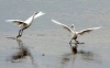 Fishing rights dispute Little Egrets 