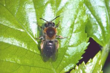 Andrena bicolor Copyright: Peter Harvey