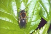 Andrena bicolor Copyright: Peter Harvey