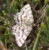 female - 'wire' antennae Copyright: Robert Smith