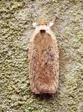 Agonopterix scopariella 1 Copyright: Ben Sale