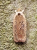 Agonopterix scopariella 1 Copyright: Ben Sale
