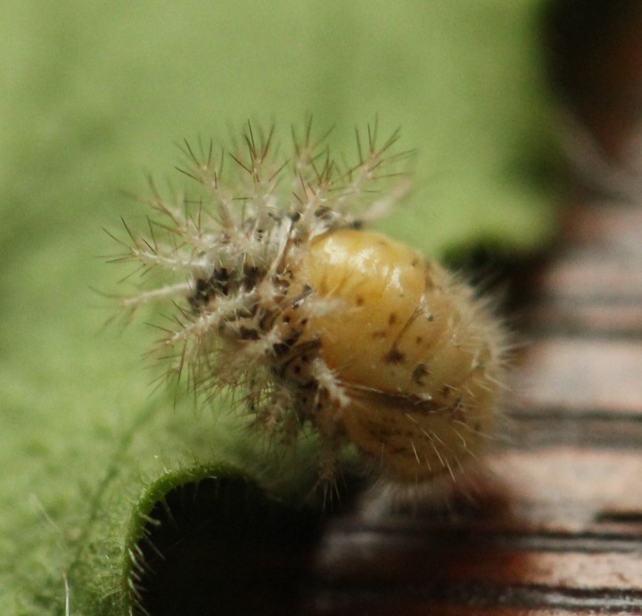 Subcoccinella vigintiquattuorpunctata pupa Copyright: Yvonne Couch