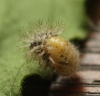 Subcoccinella vigintiquattuorpunctata pupa 